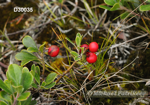 Bearberry (Arctostaphylos uva-ursi)